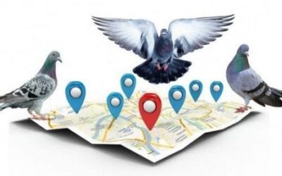 The Impact of the Google Pigeon Update on Local Businesses