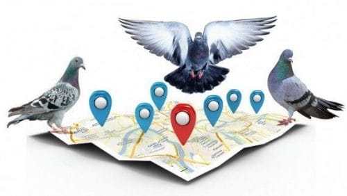 The Impact of the Google Pigeon Update on Local Businesses